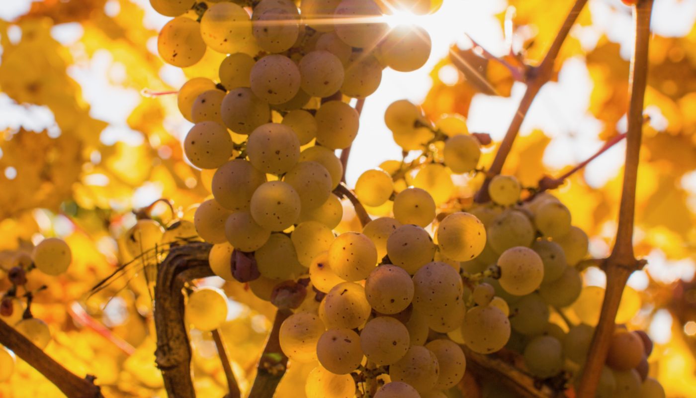 Riesling Kamptal