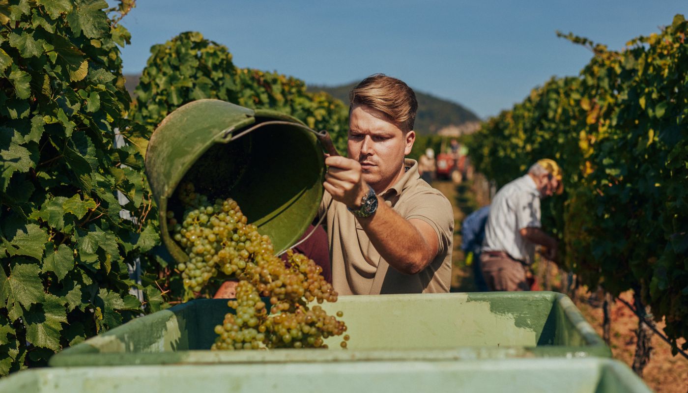 Valentin Rebholz harvesting Weissburgunder