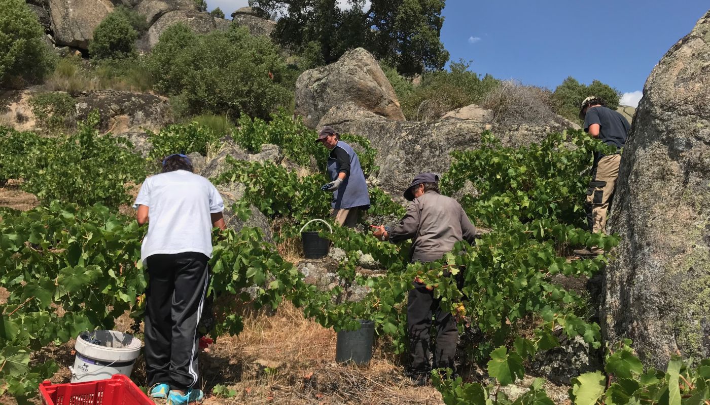 Arribas do Douro vineyard