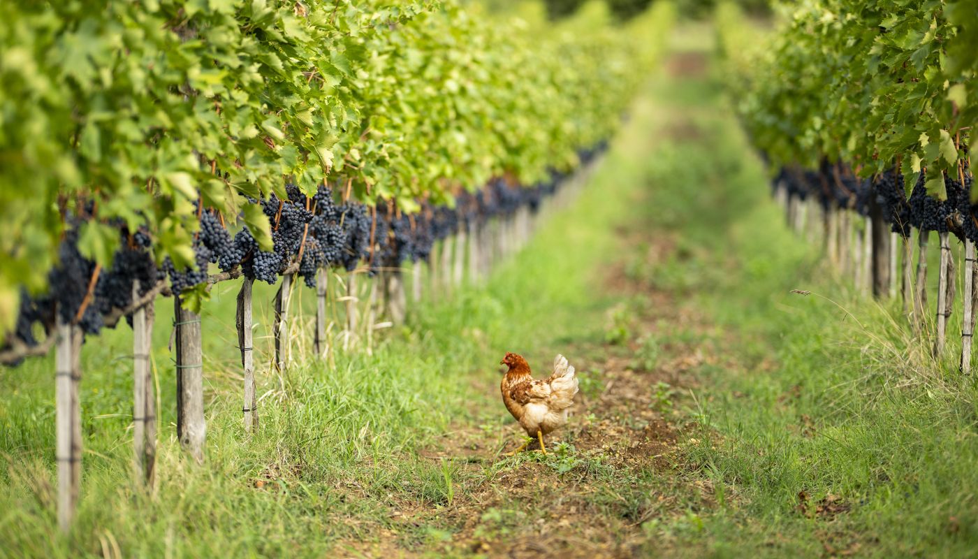 hen among ripe grapes in the Helichrysum vineyard