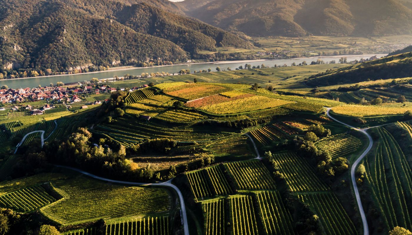 Grüner Veltliner in Kollmütz