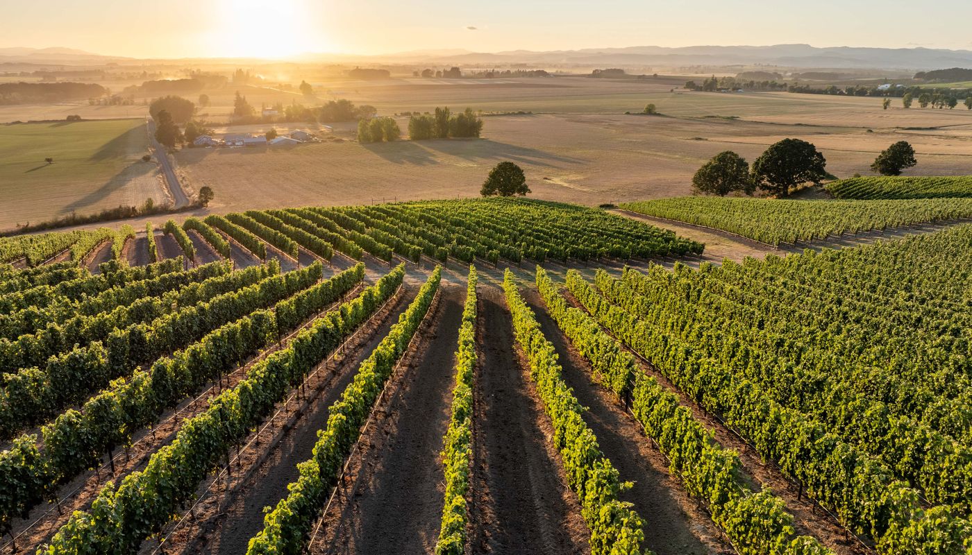 Windfall vineyard Oregon