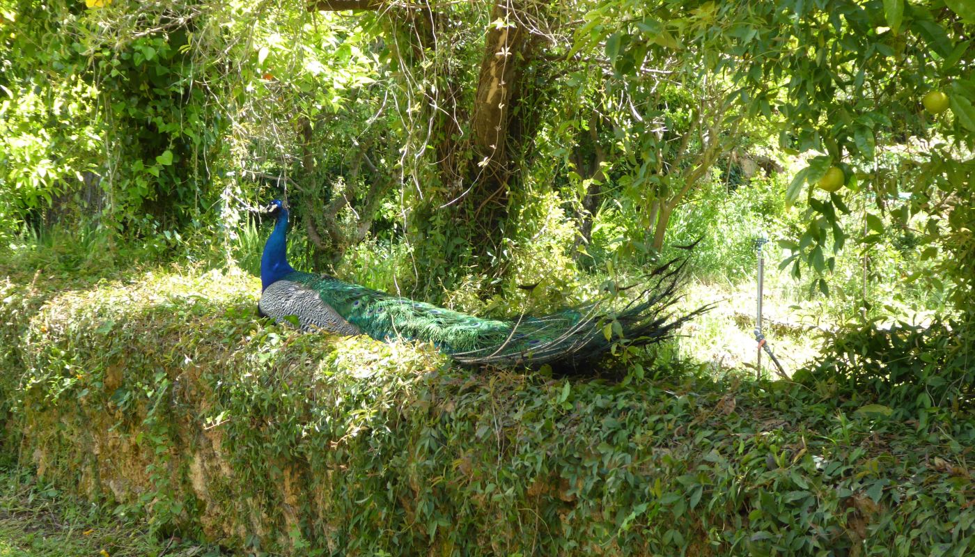 Mercouri peacock