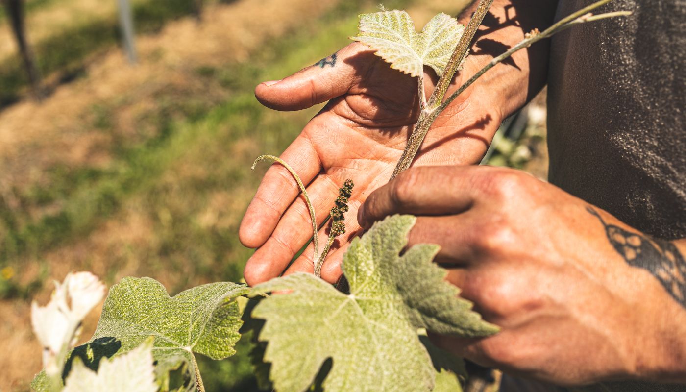 flowering Pinot Meunier vine