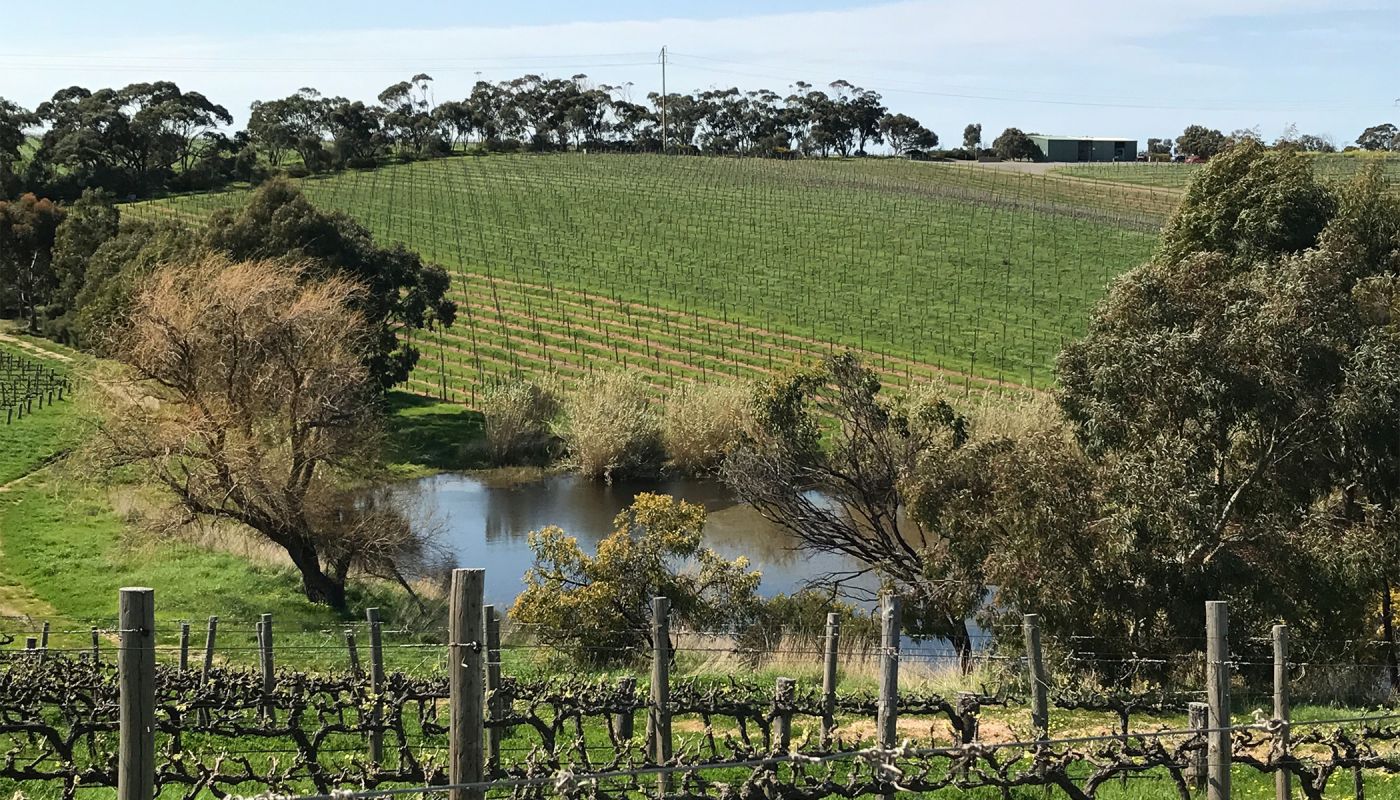 The Chase vineyard of Ministry of Clouds 