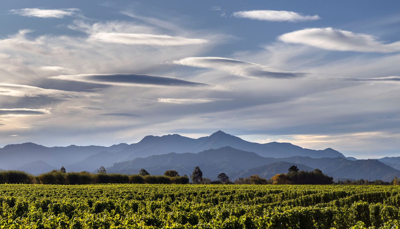 Greywacke's Clouston Vineyard, in Wairau Valley, New Zealand