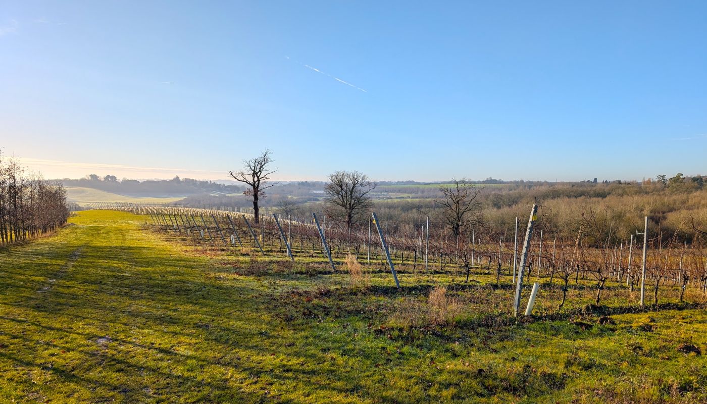Missing Gate vineyard in Crouch Valley