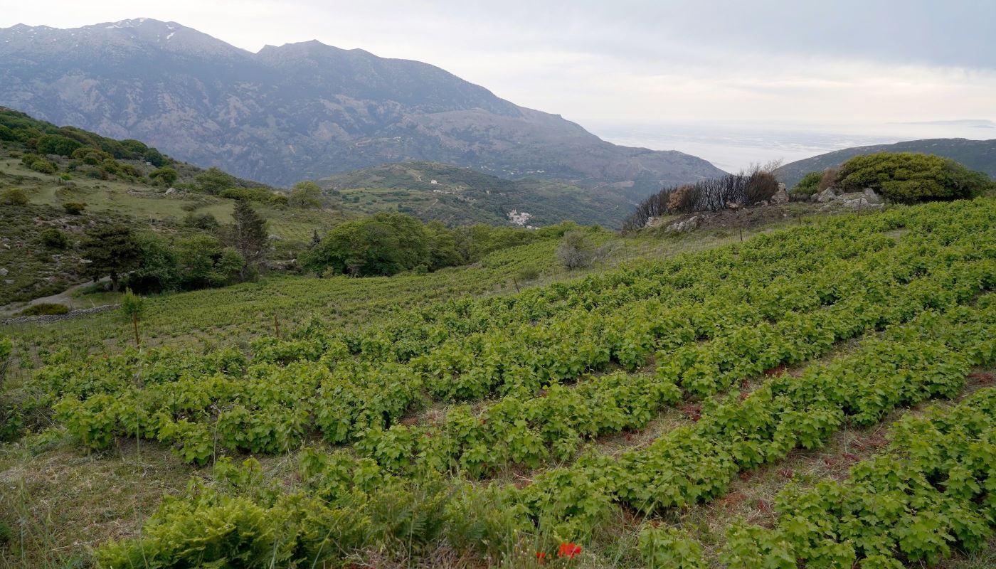 Muscat of Spina in W Crete