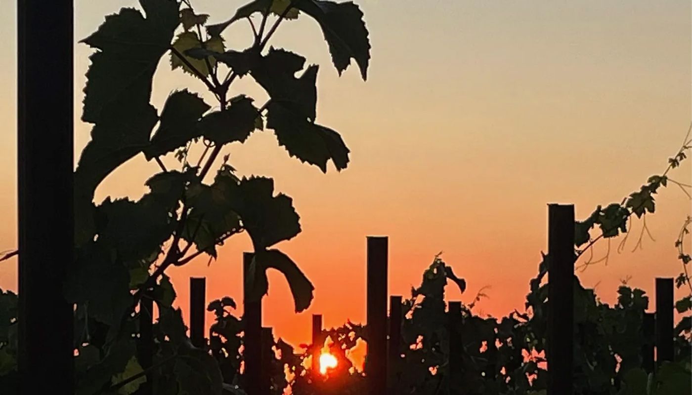 sunset through vines by Robert Camuto on Italy Matters Substack
