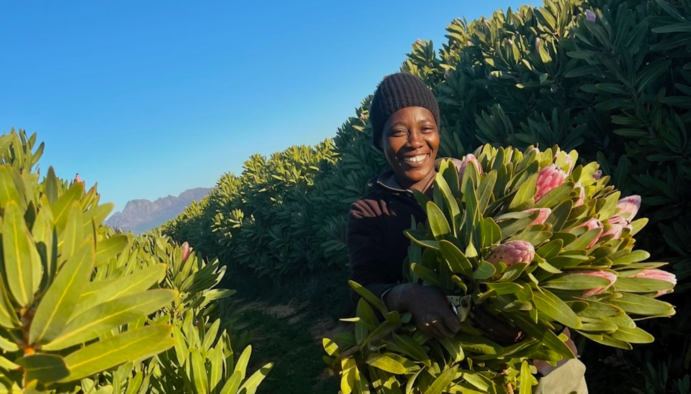 Samantha harvesting protea’s on Ginny Povall’s farm