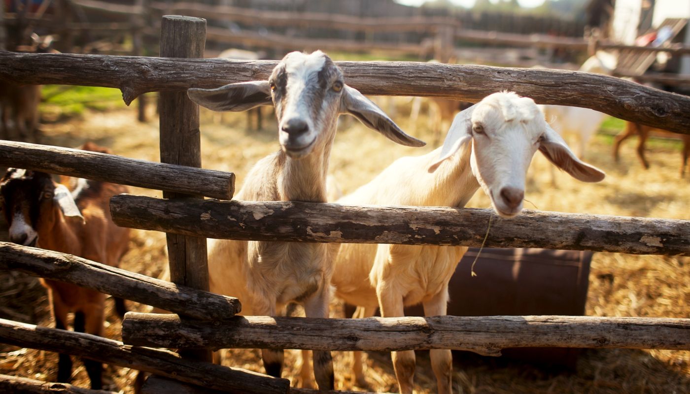 goats