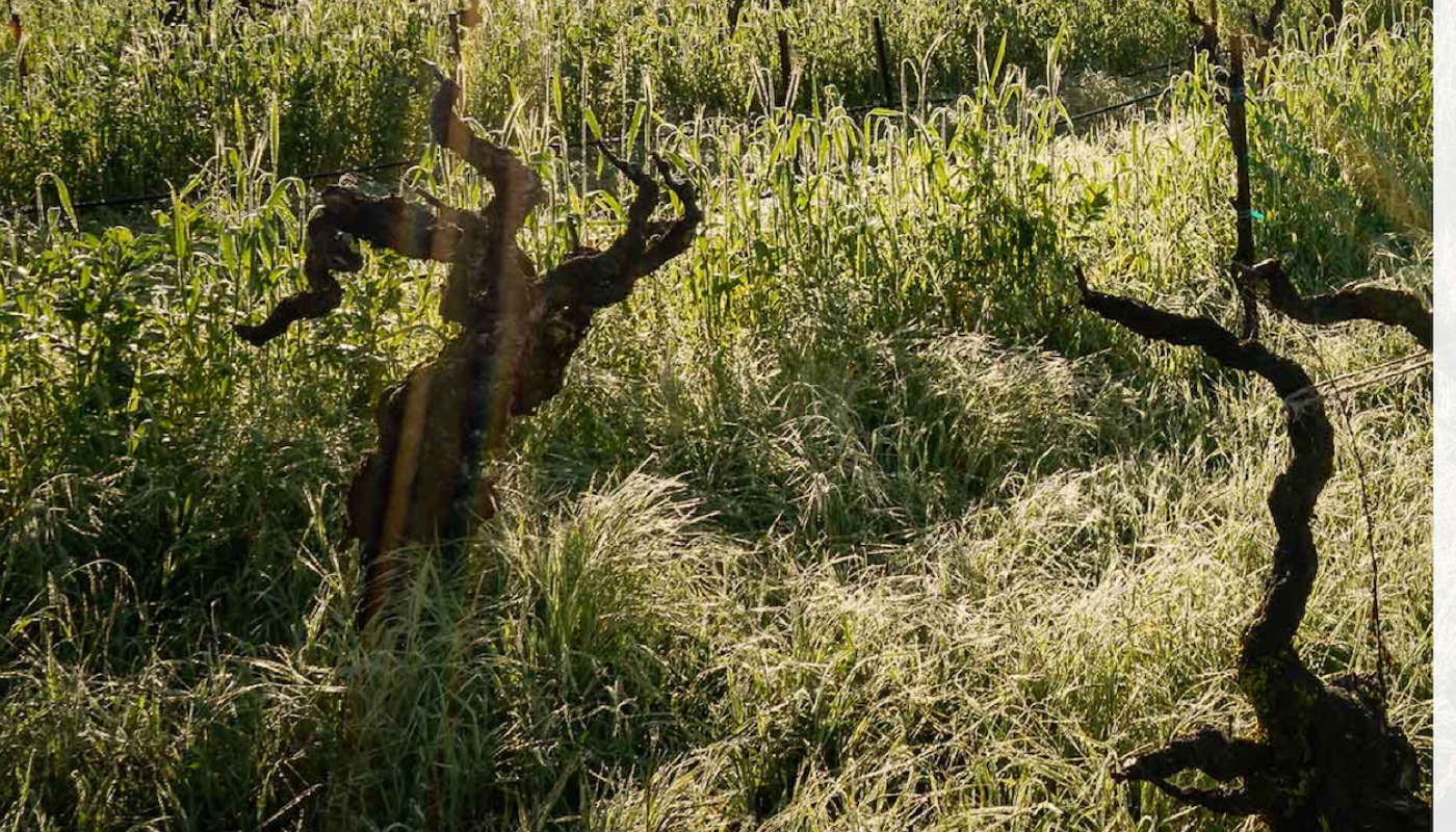 Lytton Springs vines