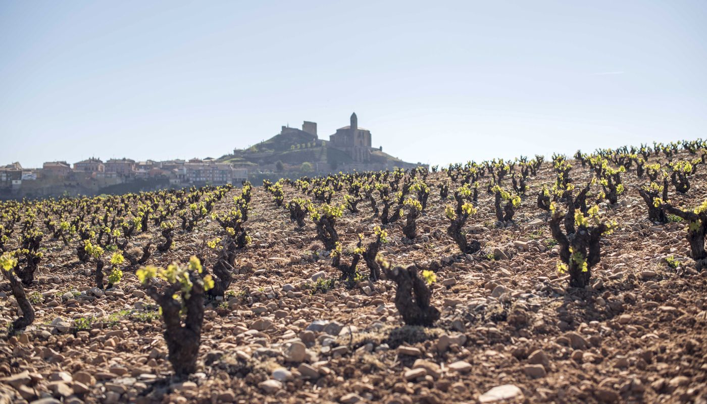 El Pacto vineyard