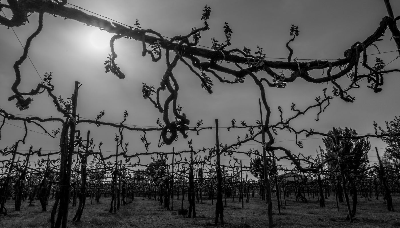 gnarly old vines in Tauraasi, Campania