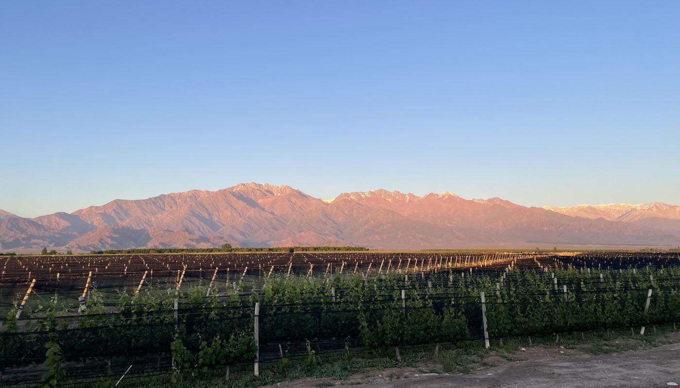 Malbec vines with the Andes in the background
