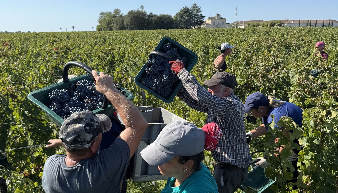 2025 harvest at Ch Montrose