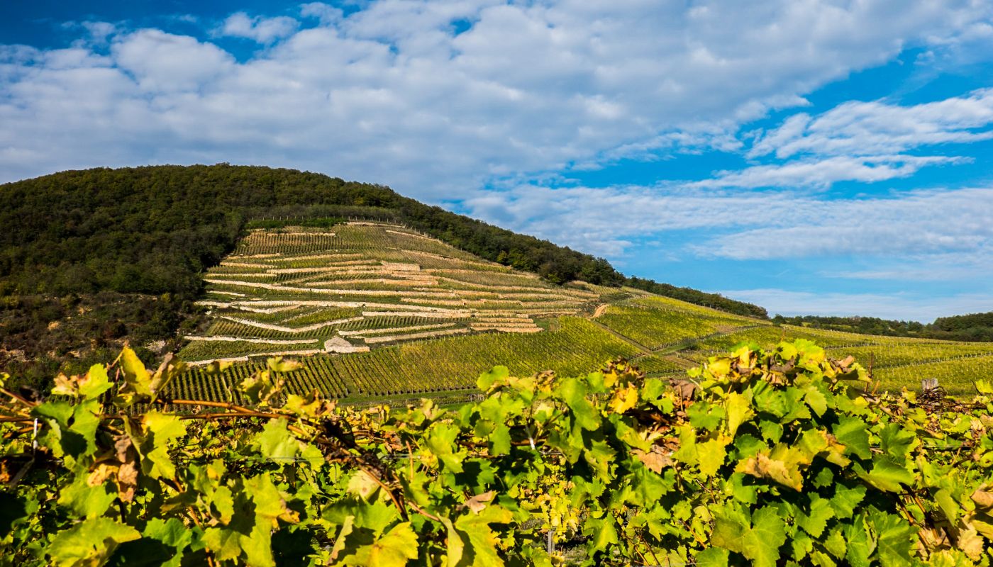 Öreg Király vineyard, Mád