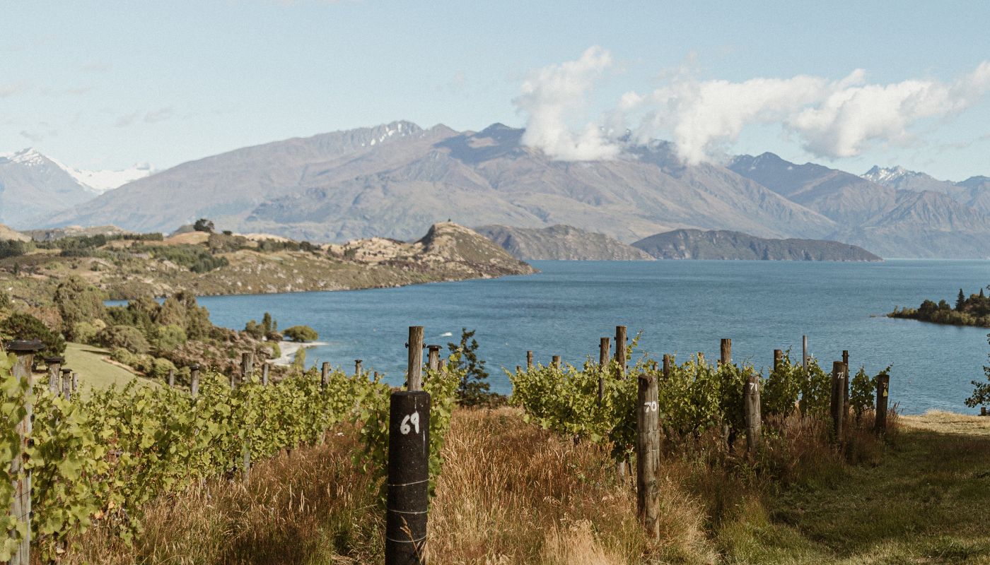 Rippon vineyards