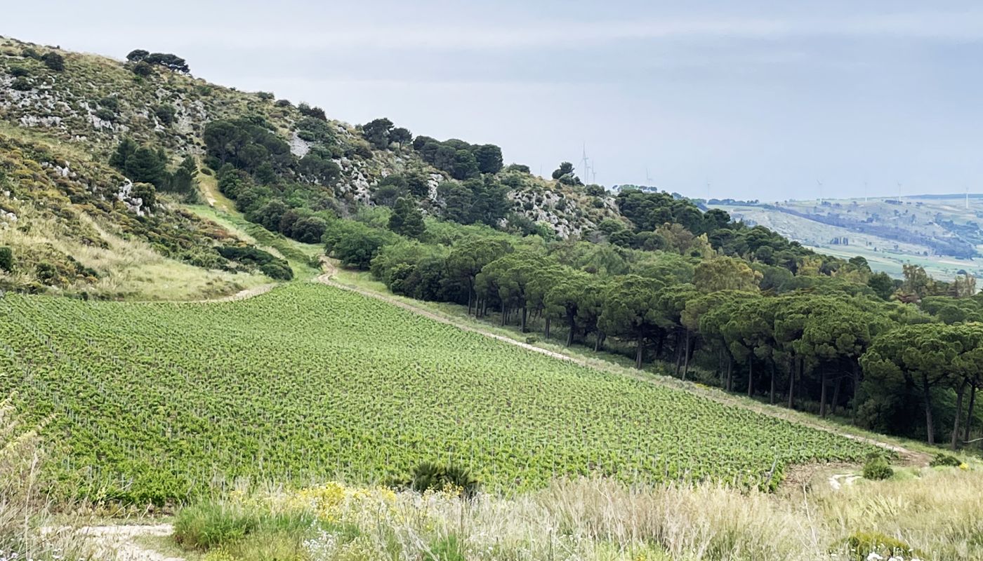 Serra Ferdinandea vineyards with sea in the distance