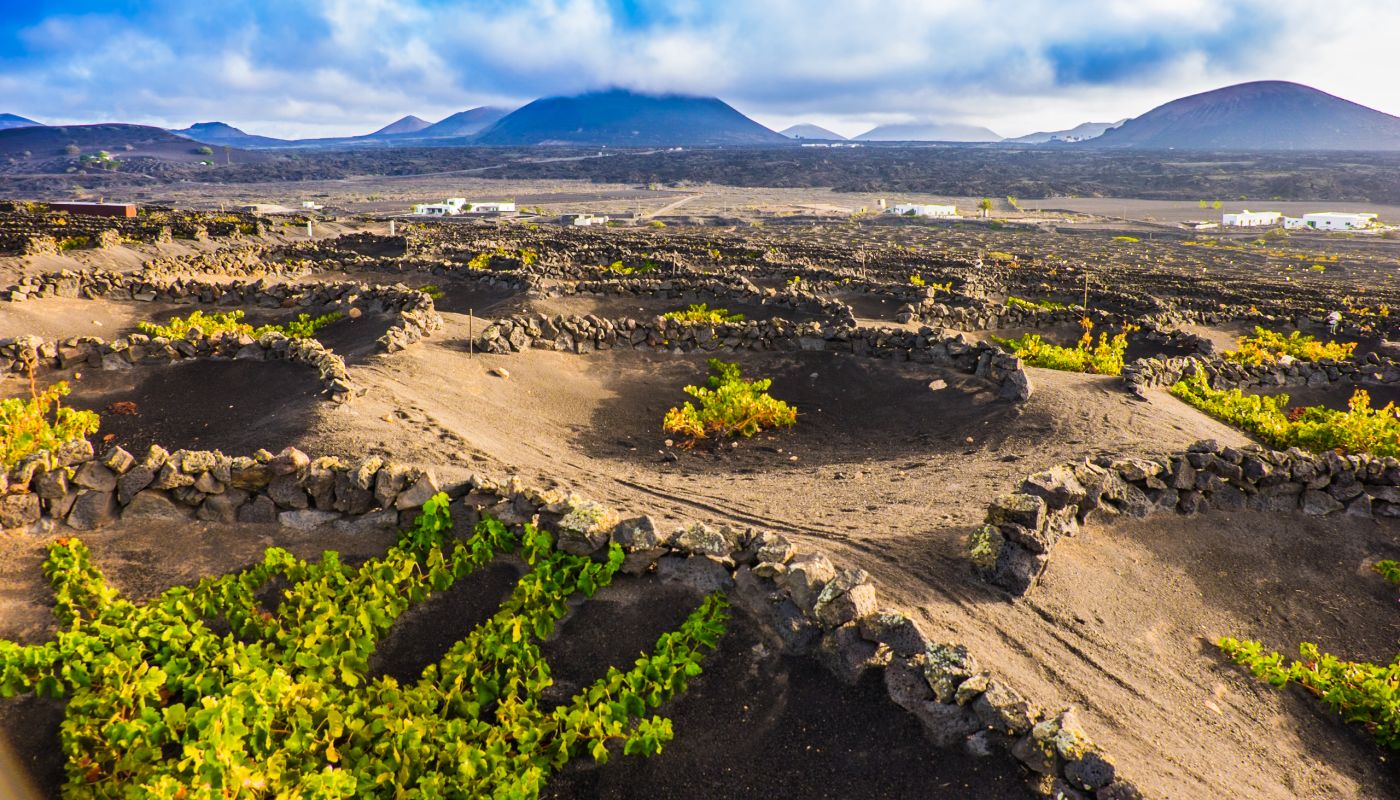 vineyard in La Geria, Lanzarote