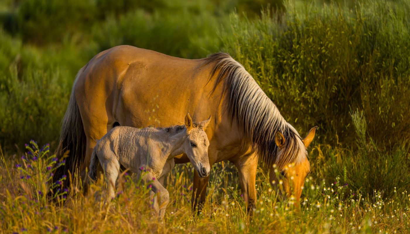 Rewilding Portugal - semi-wild Sorraia mare and foal
