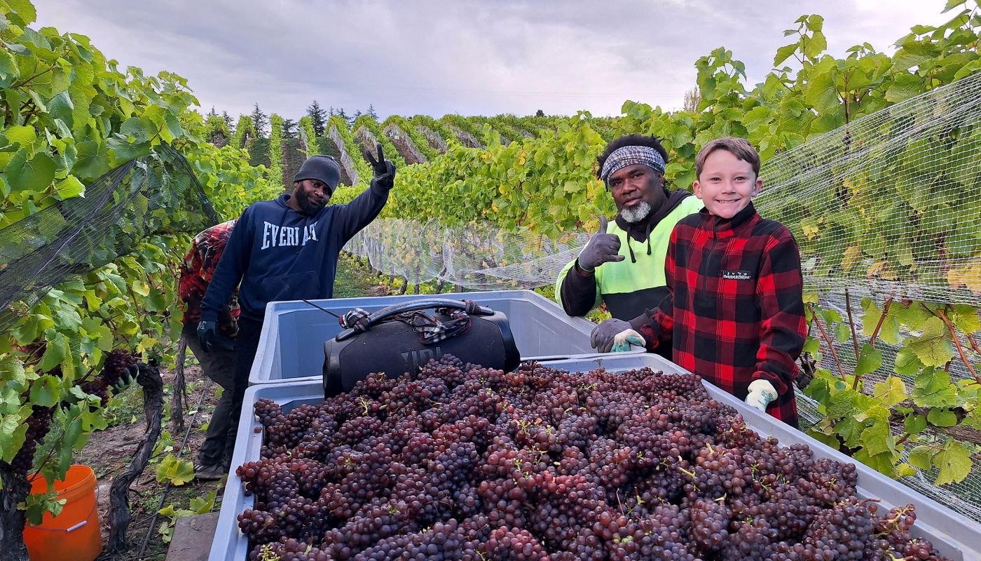 2026 harvest at Mora