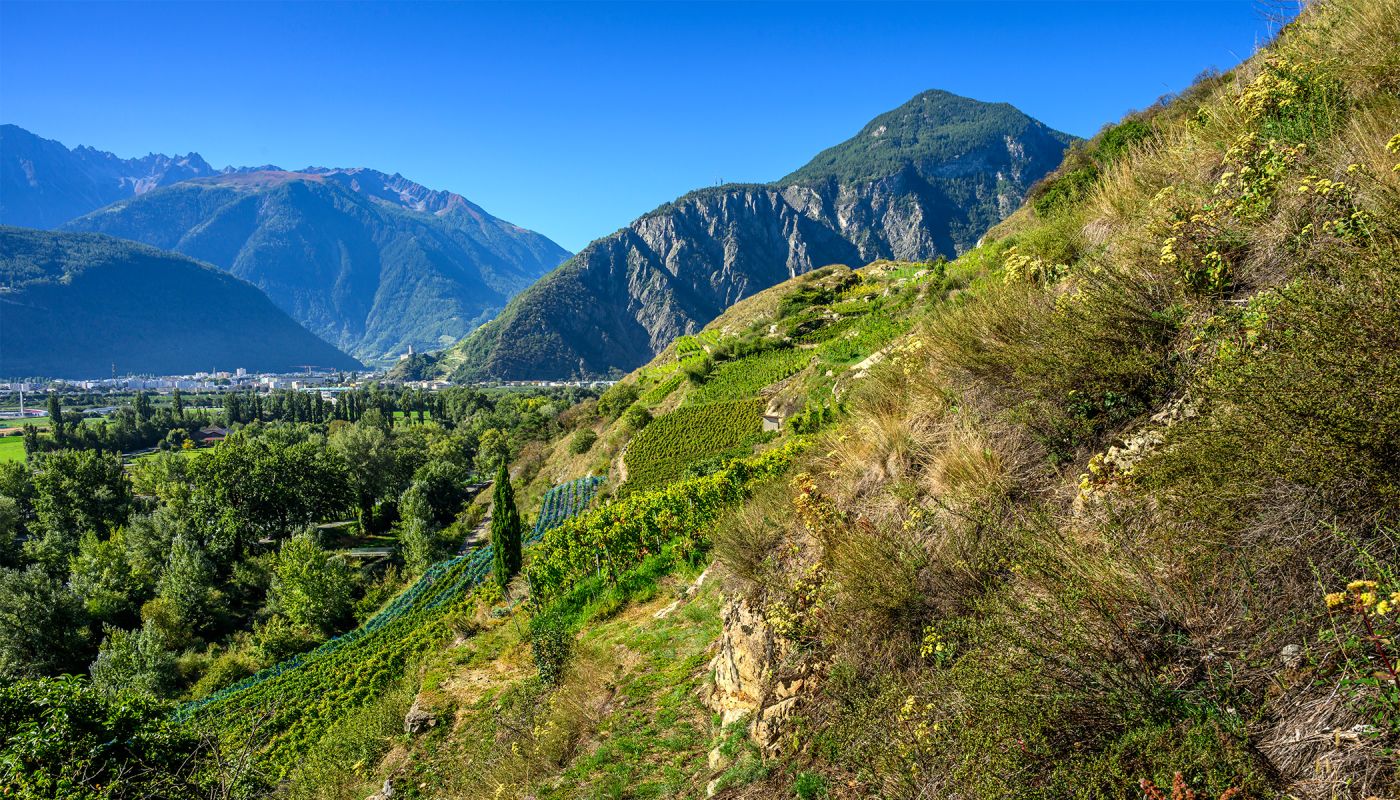 Alexandre Delétraz's (Cave des Amandiers) vineyards in Valais @ Leif Carlsson