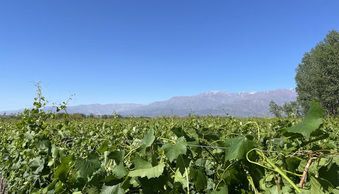 Argentine whites Chardonnay vines in Bodegas Bianchi’s Los Chacayes vineyard credit Julian Leidy