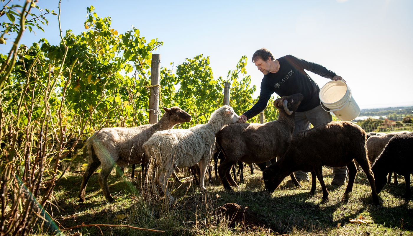 feeding sheep at Cristom