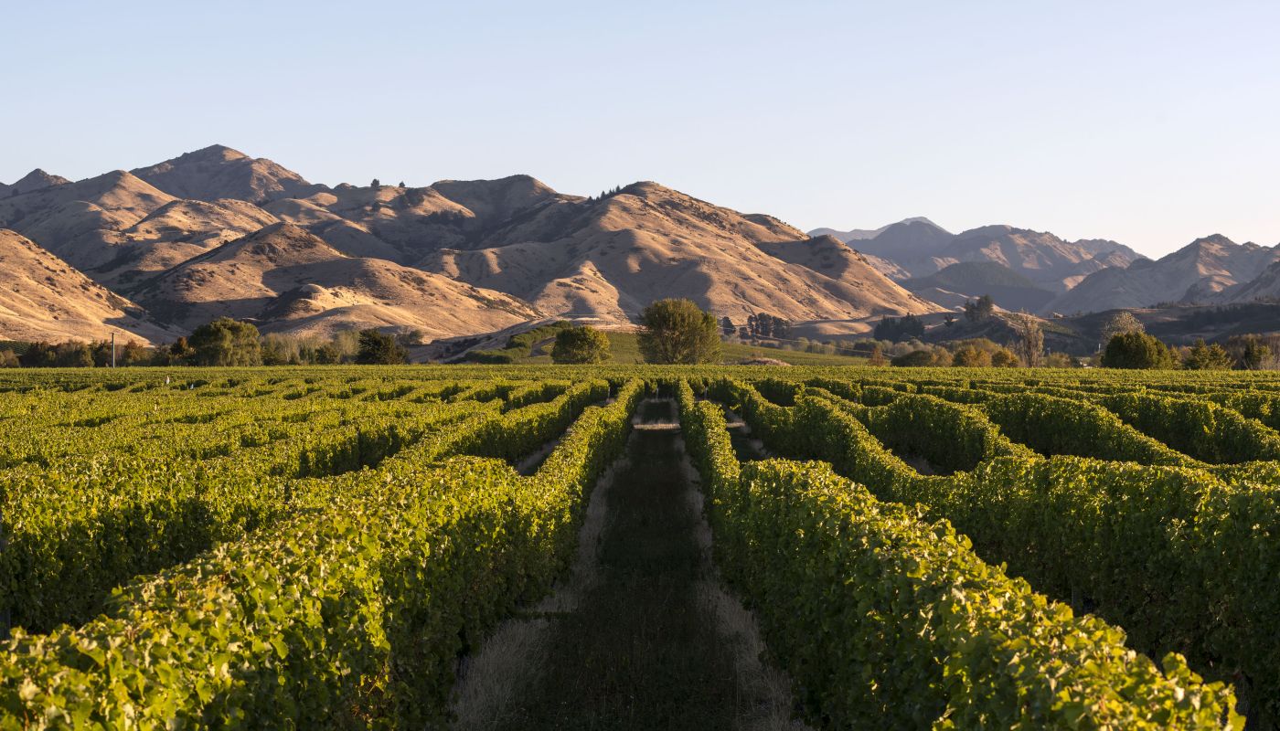 Falveys vineyard by Kevin Judd