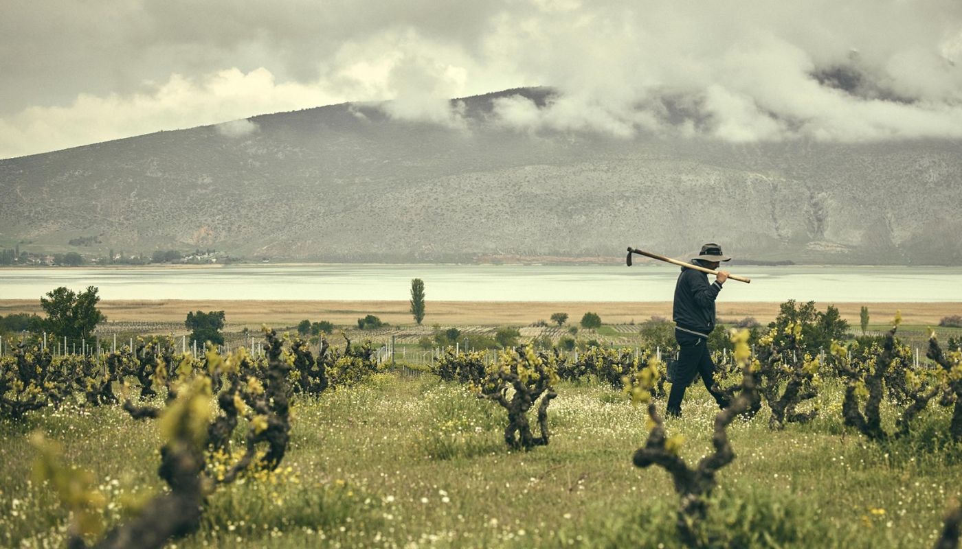 Karanika vineyard Amyndeo