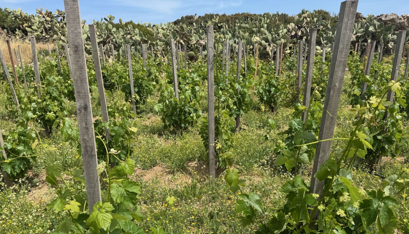 Tranampelo field blend
