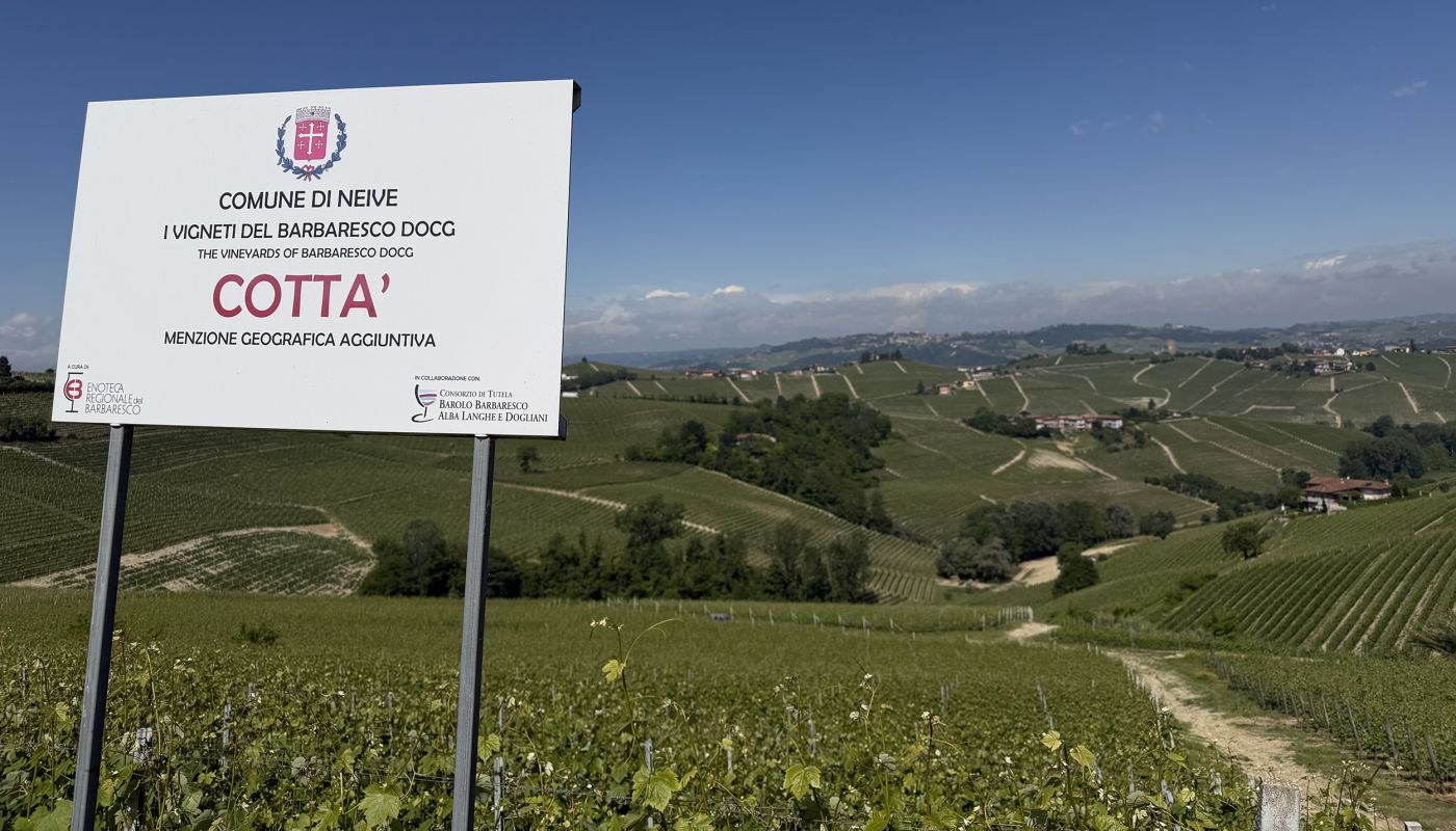 Cotta vineyard
