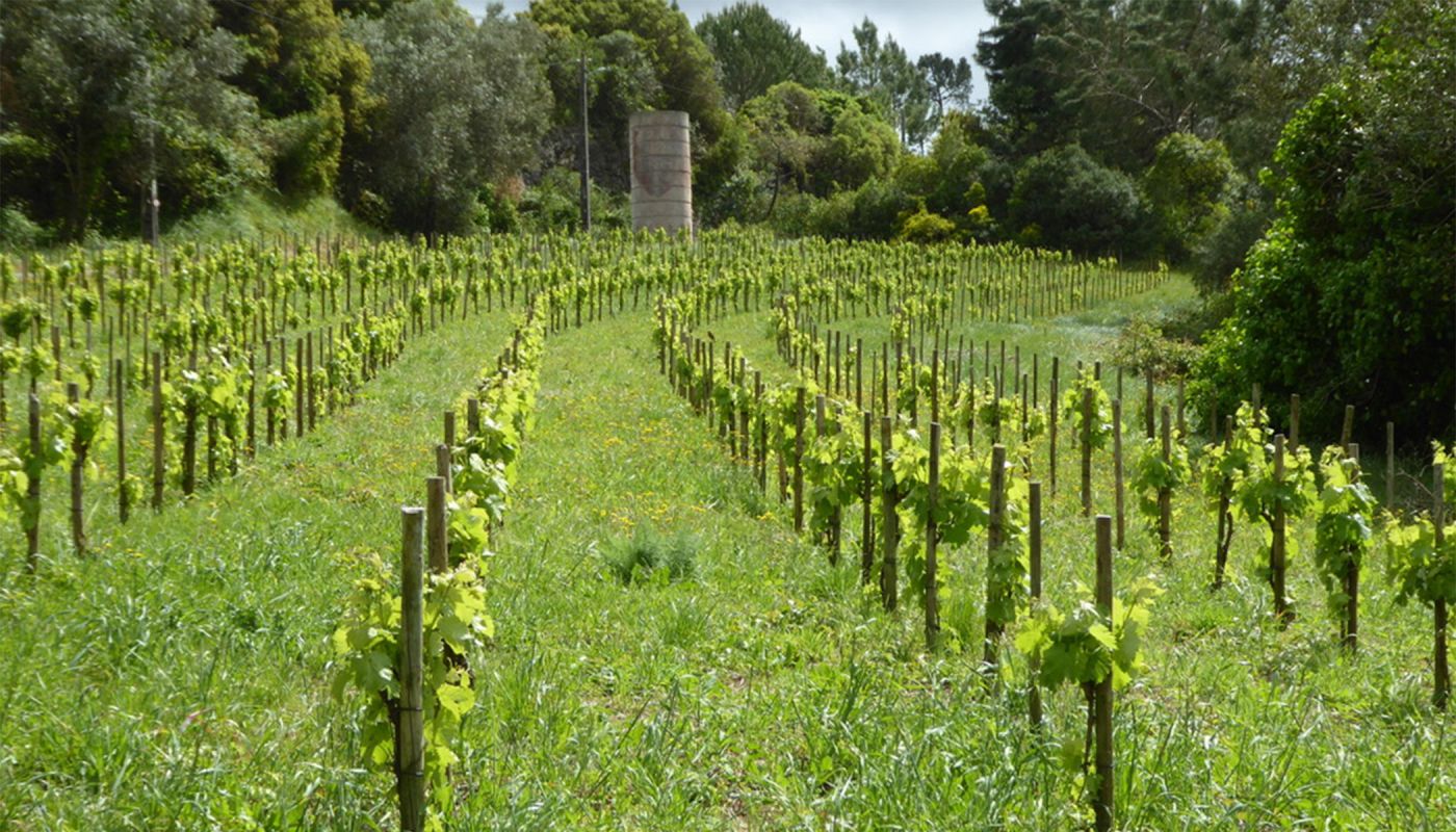 A castle in the Espera vineyards