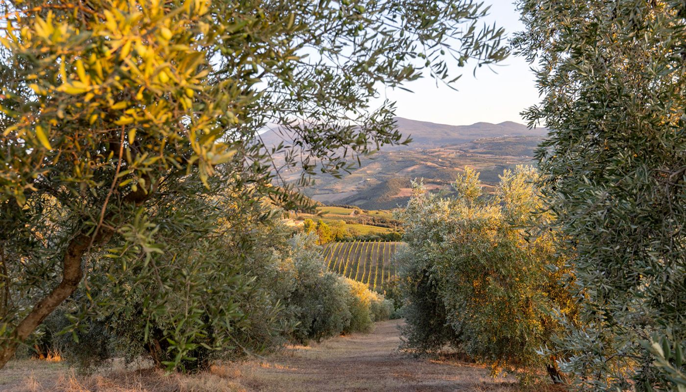 Poggio di Sotto vineyard