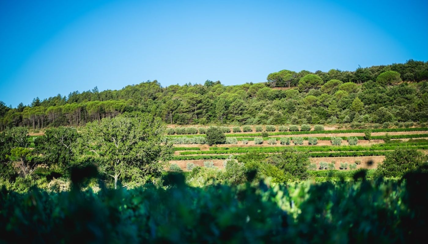 La Réméjeanne vineyard