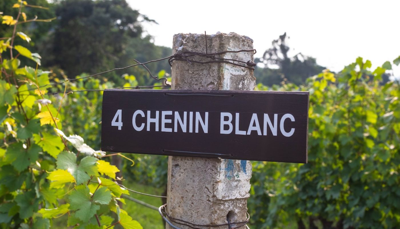 Chenin Blanxc vineyard in South Africa 