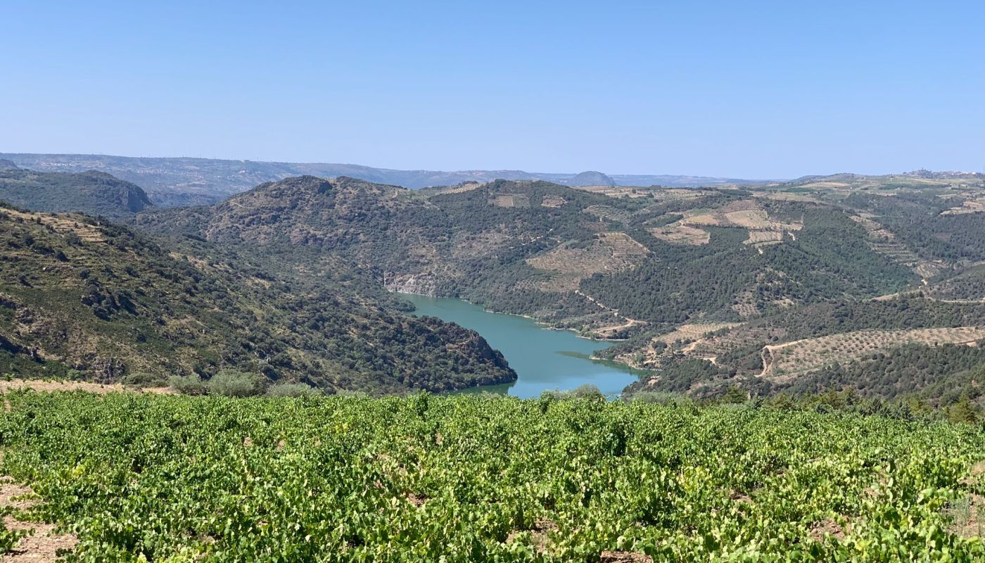 Picotês vines in Arribas