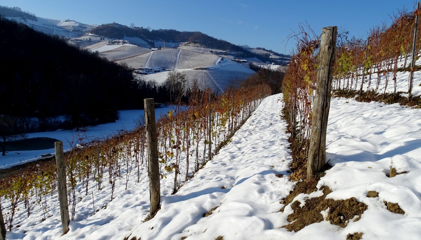 Boscareto vineyard in the snow