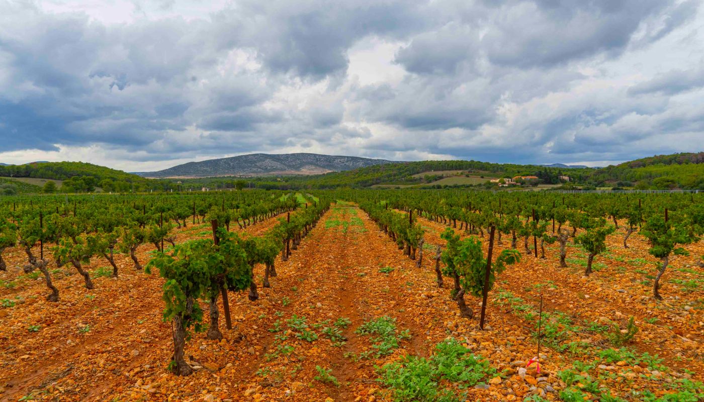 The Crest Vineyard, terroir of Moutou