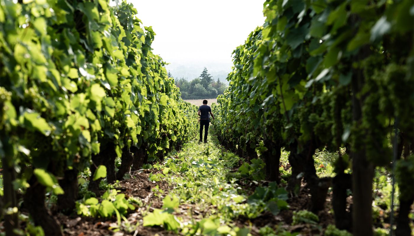 Person in Domaine Sérol's vineyards in the Côte Roannaise (credit Le Bon Cliché)