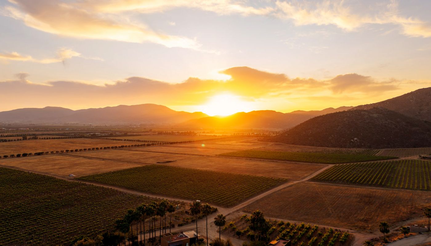 Valle de Guadalupe vineyards