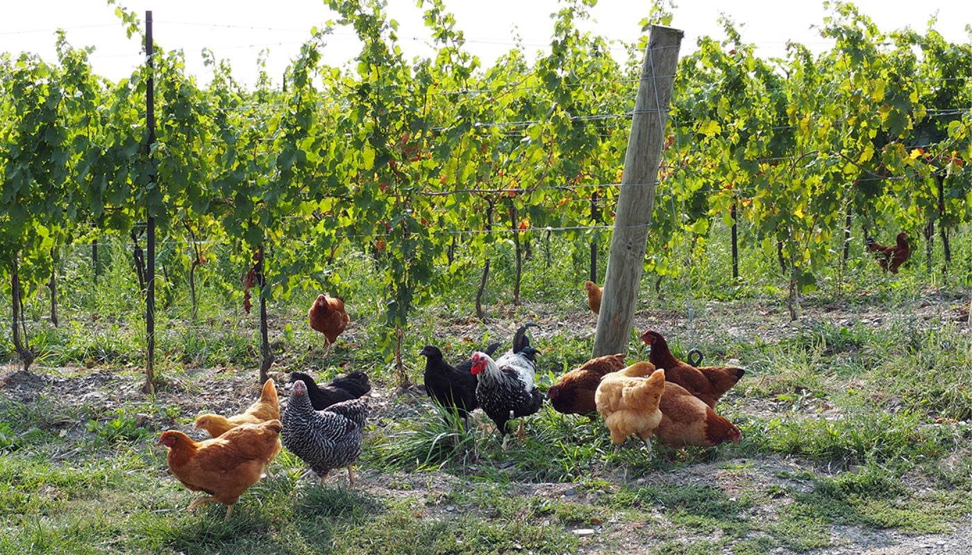 chickens in the HJW vineyard at Hermann J Wiemer, Seneca Lake