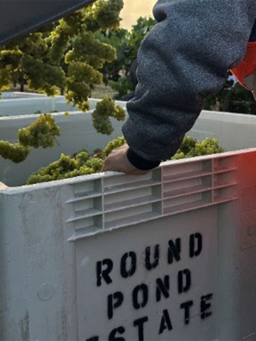 Napa harvest 2025 starts at Round Pond as green grapes go into bins