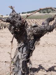 Ungrafted monastrell vines in Jumilla