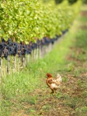 hen among ripe grapes in the Helichrysum vineyard