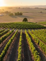 Windfall vineyard Oregon