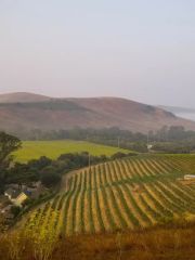 Haliotide - foggy landscape