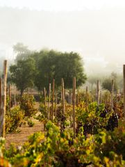 Quinta da Vinha dos Padres