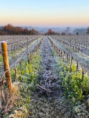 Famille Lieubeau Muscadet vineyards in winter